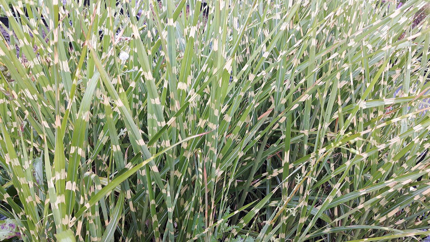 Miscanthus sinensis 'Strictus' Prachtriet, Chinees riet