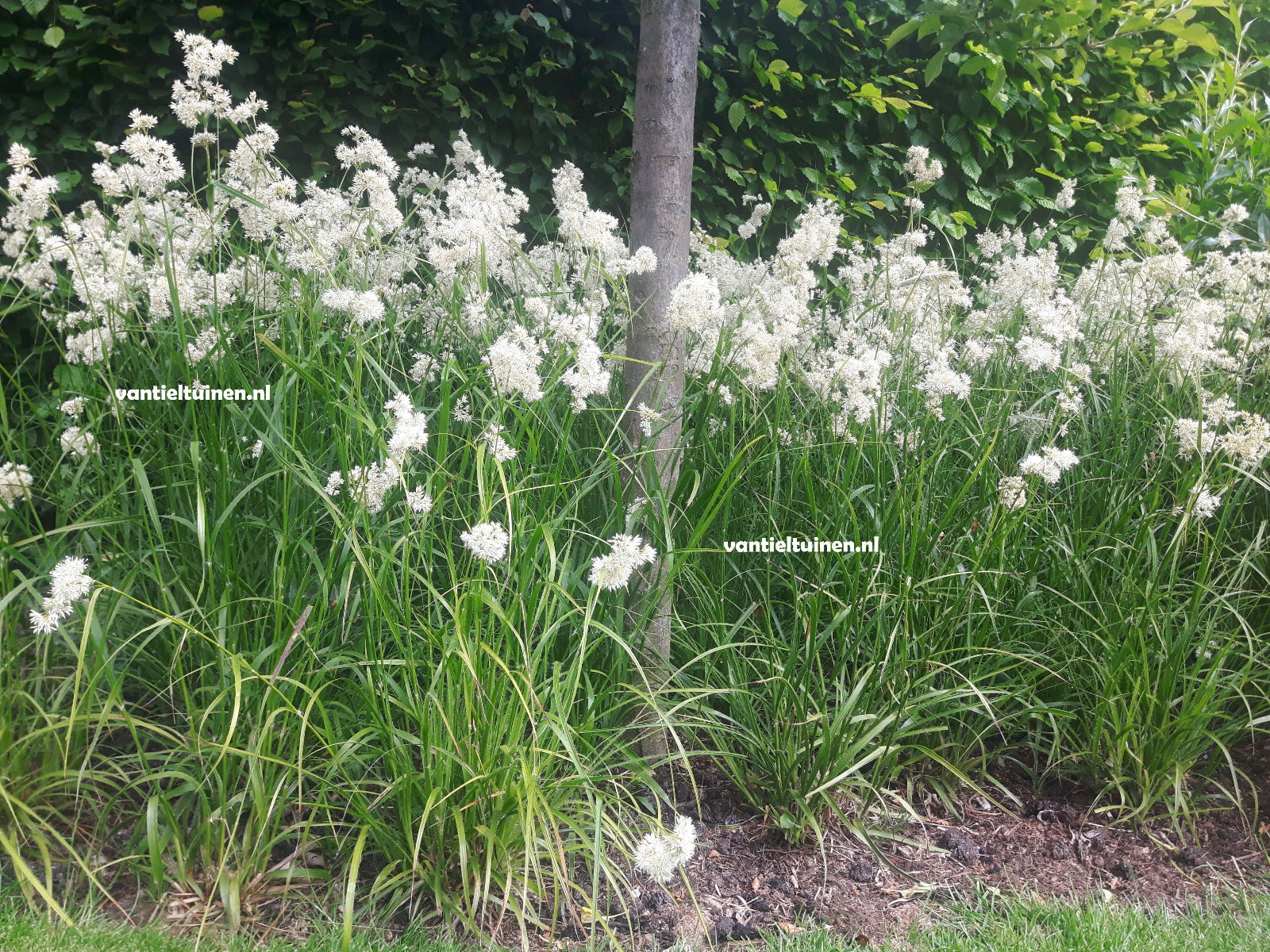 Luzula nivea, de veldbies