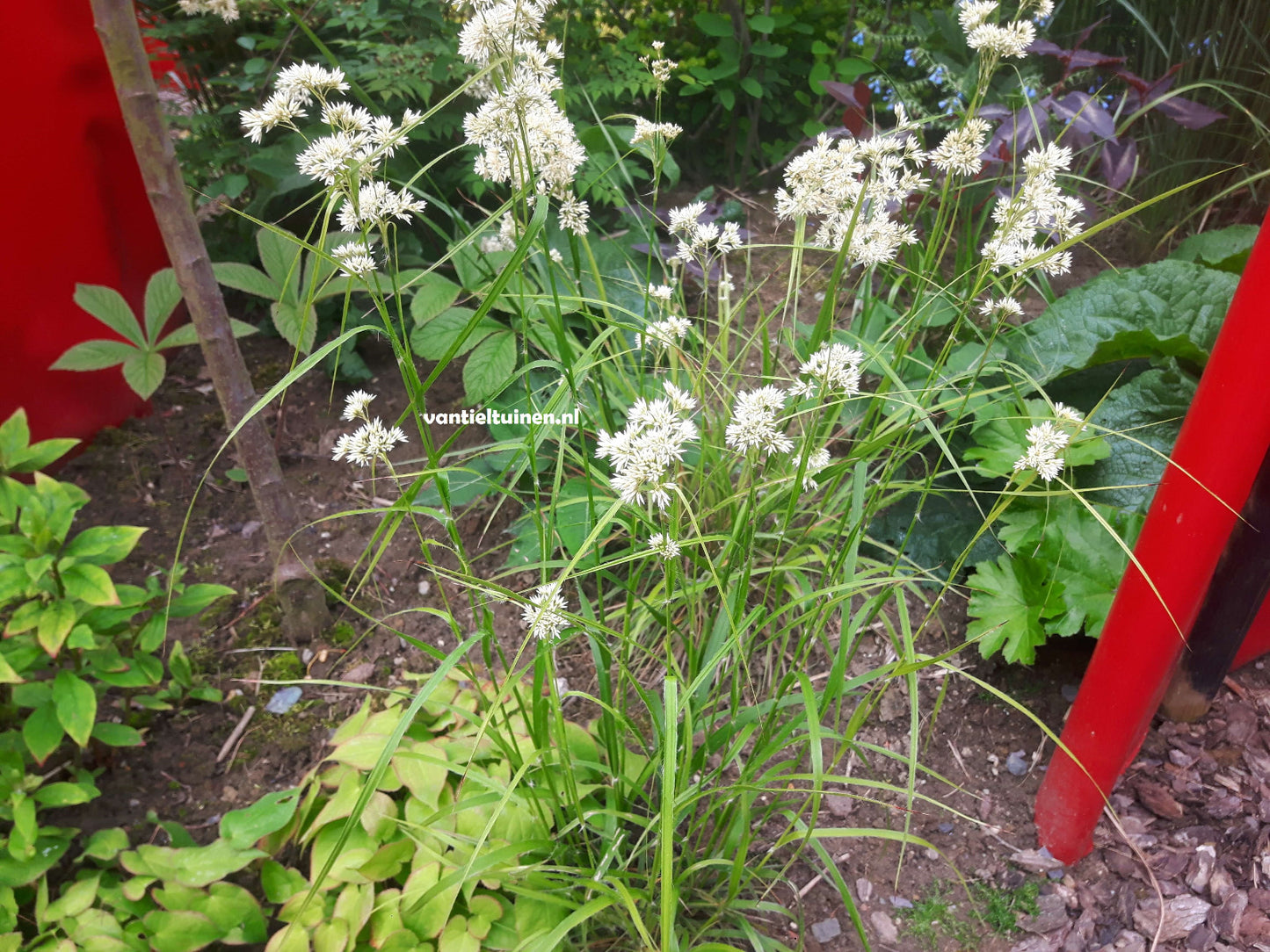 Luzula nivea, de veldbies