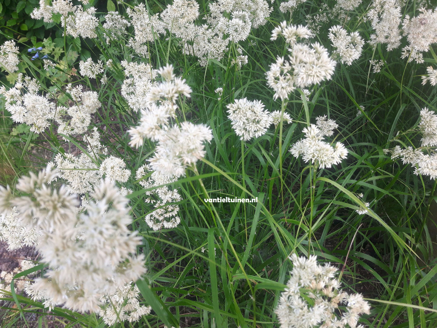 Luzula nivea, de veldbies