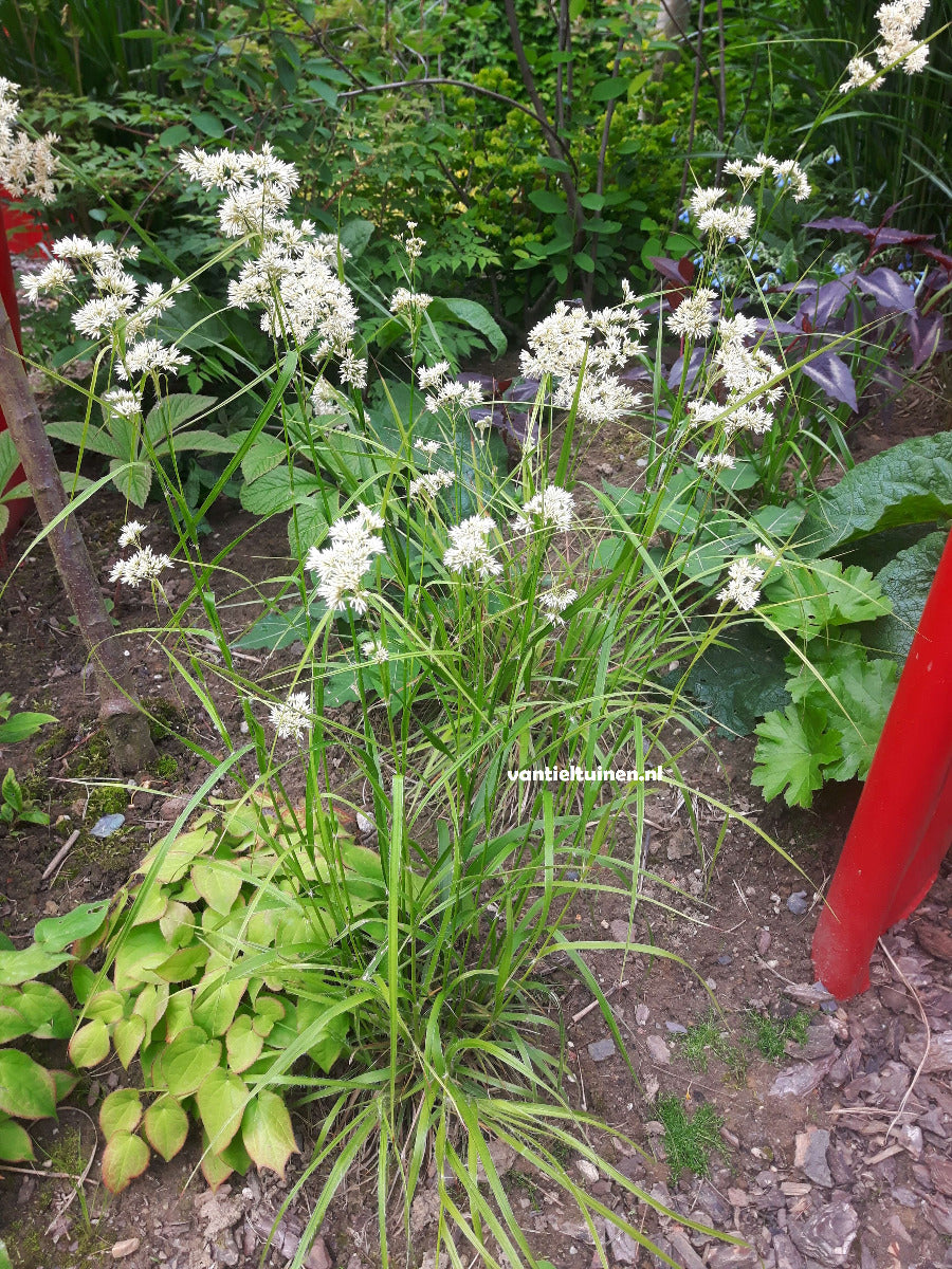 Luzula nivea, de veldbies