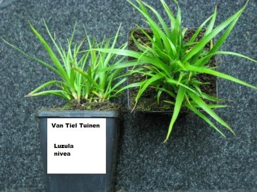 Luzula nivea, de veldbies