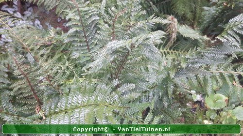 Zachte naaldvaren Polystichum set. Herrenhausen