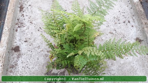 Zachte naaldvaren Polystichum set. Herrenhausen product foto