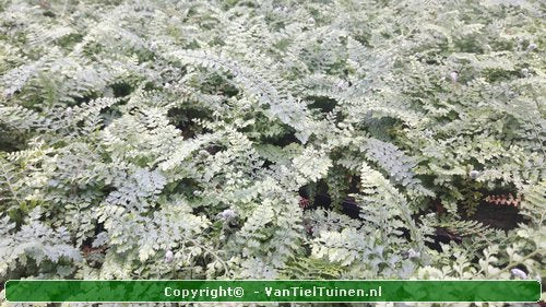 Zachte naaldvaren Polystichum set. Herrenhausen