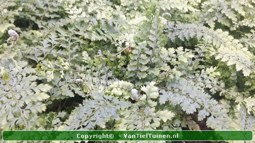 Zachte naaldvaren Polystichum set. Herrenhausen