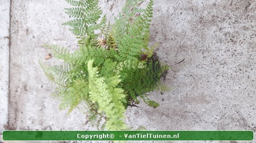 Zachte naaldvaren Polystichum set. Herrenhausen productfoto