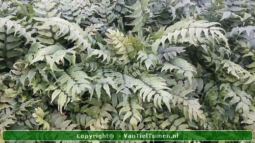 IJzervaren Cyrtomium fortunei