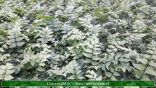 IJzervaren Cyrtomium fortunei