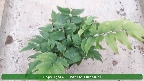 IJzervaren  Cyrtomium fortunei