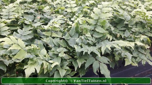 IJzervaren Cyrtomium fortunei