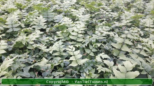 IJzervaren Cyrtomium fortunei