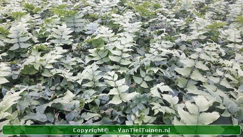 IJzervaren Cyrtomium fortunei