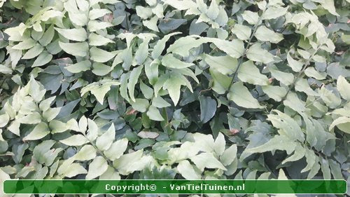 IJzervaren Cyrtomium fortunei