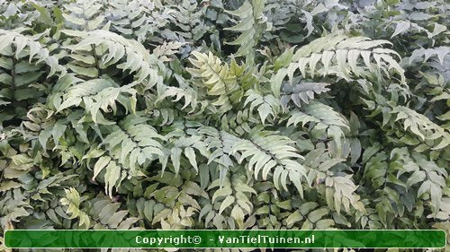 IJzervaren Cyrtomium fortunei