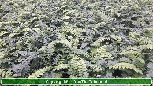 Polystichum polyblepharum Glansschildvaren Niervaren