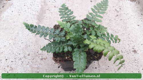Polystichum polyblepharum Glansschildvaren Niervaren