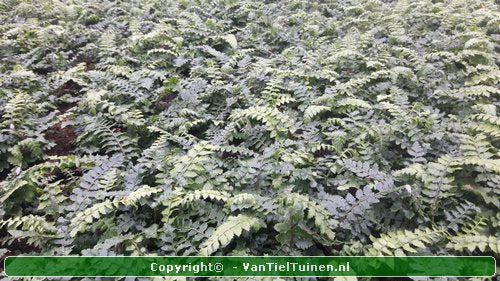 Polystichum polyblepharum Glansschildvaren Niervaren