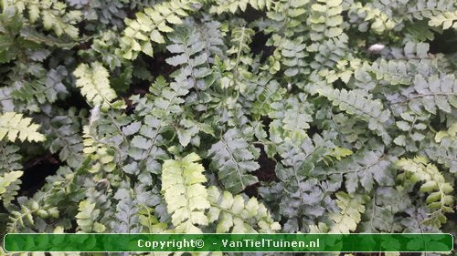 Polystichum polyblepharum Glansschildvaren Niervaren