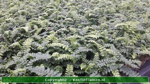 Polystichum polyblepharum Glansschildvaren Niervaren