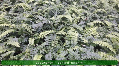 Polystichum polyblepharum Glansschildvaren Niervaren