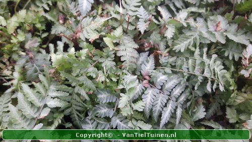 Japanse regenboogvaren Athyrium nip. Metallicum