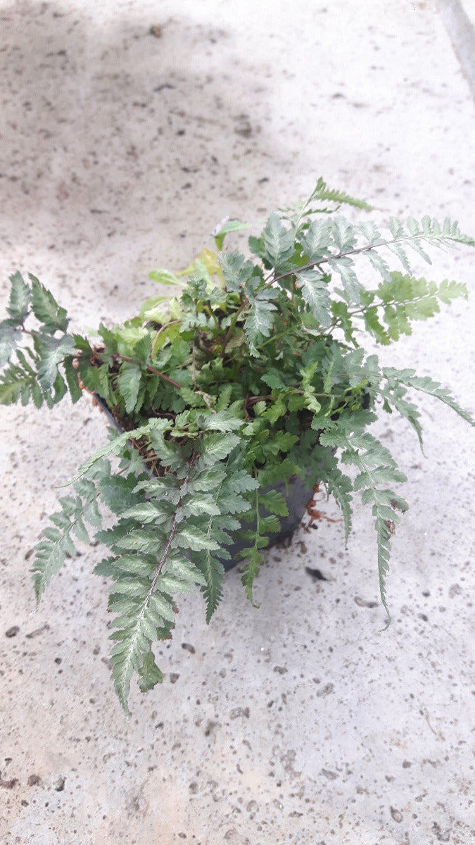 Japanse regenboogvaren Athyrium nip. Metallicum