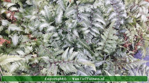 Japanse regenboogvaren Athyrium nip. Metallicum