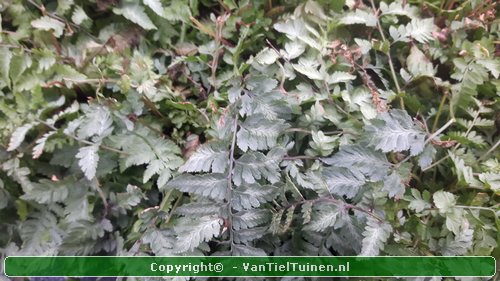 Japanse regenboogvaren Athyrium nip. Metallicum