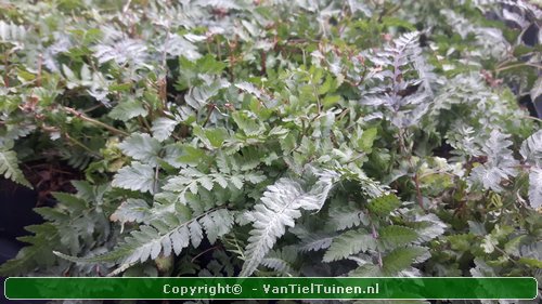 Japanse regenboogvaren Athyrium nip. Metallicum