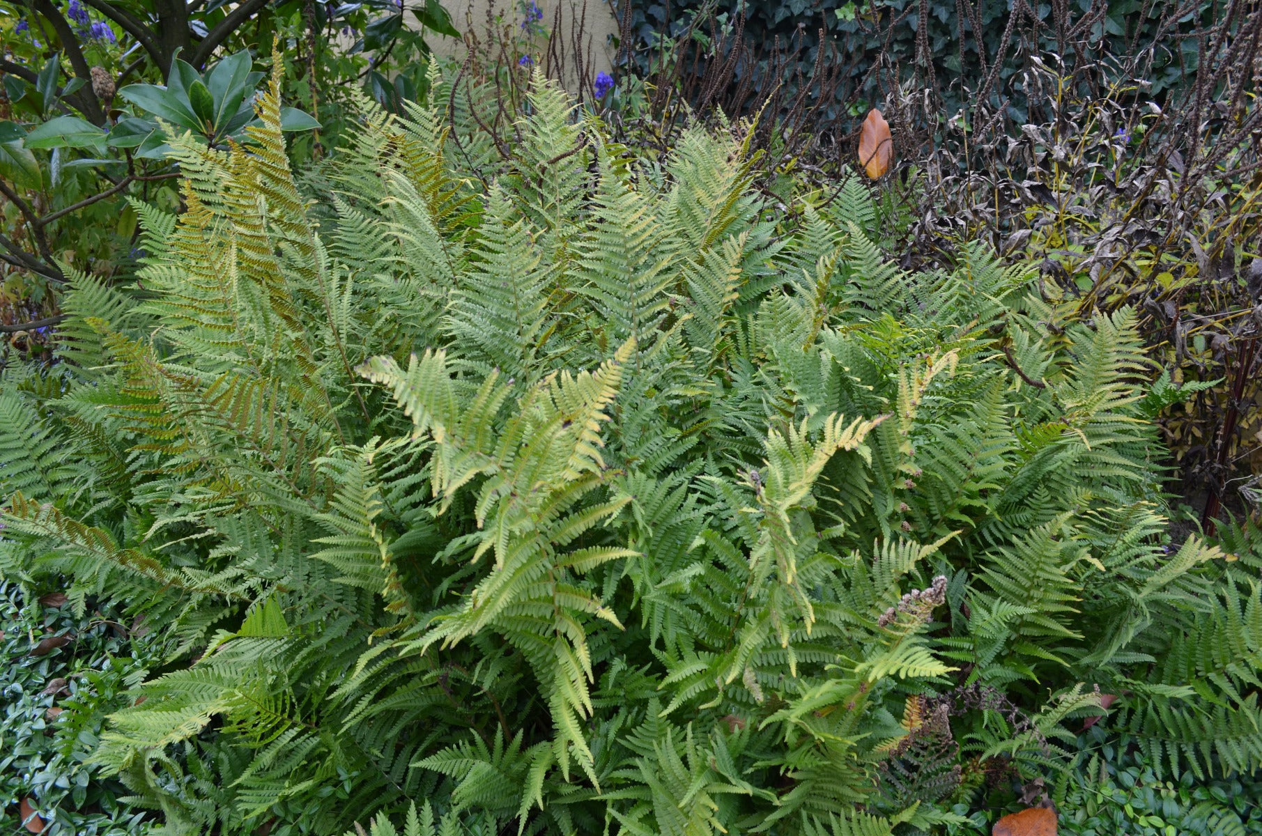Mannetjesvaren Dryopteris filix-mas
