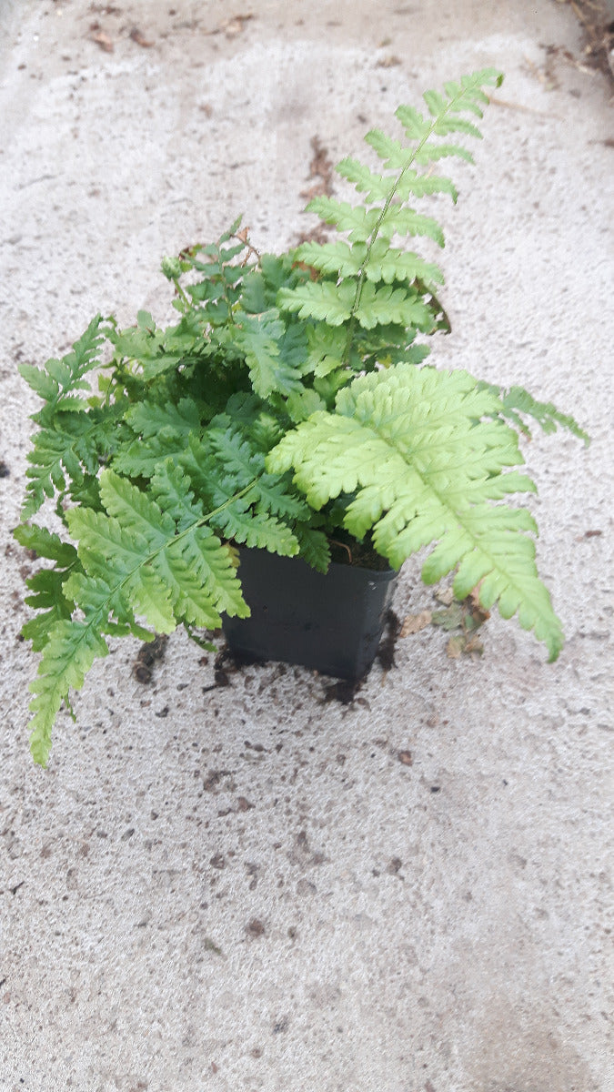 Mannetjesvaren Dryopteris filix-mas