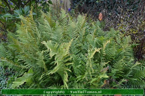 Mannetjesvaren Dryopteris filix-mas