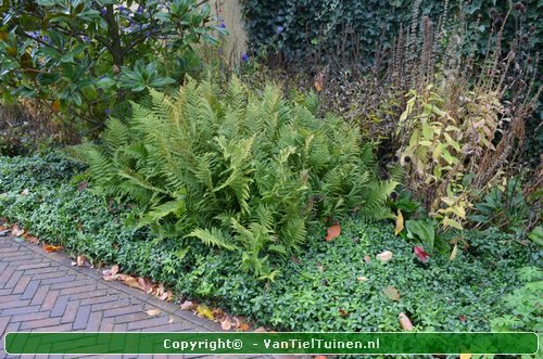 Mannetjesvaren Dryopteris filix-mas