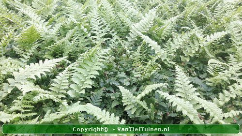 Mannetjesvaren Dryopteris filix-mas