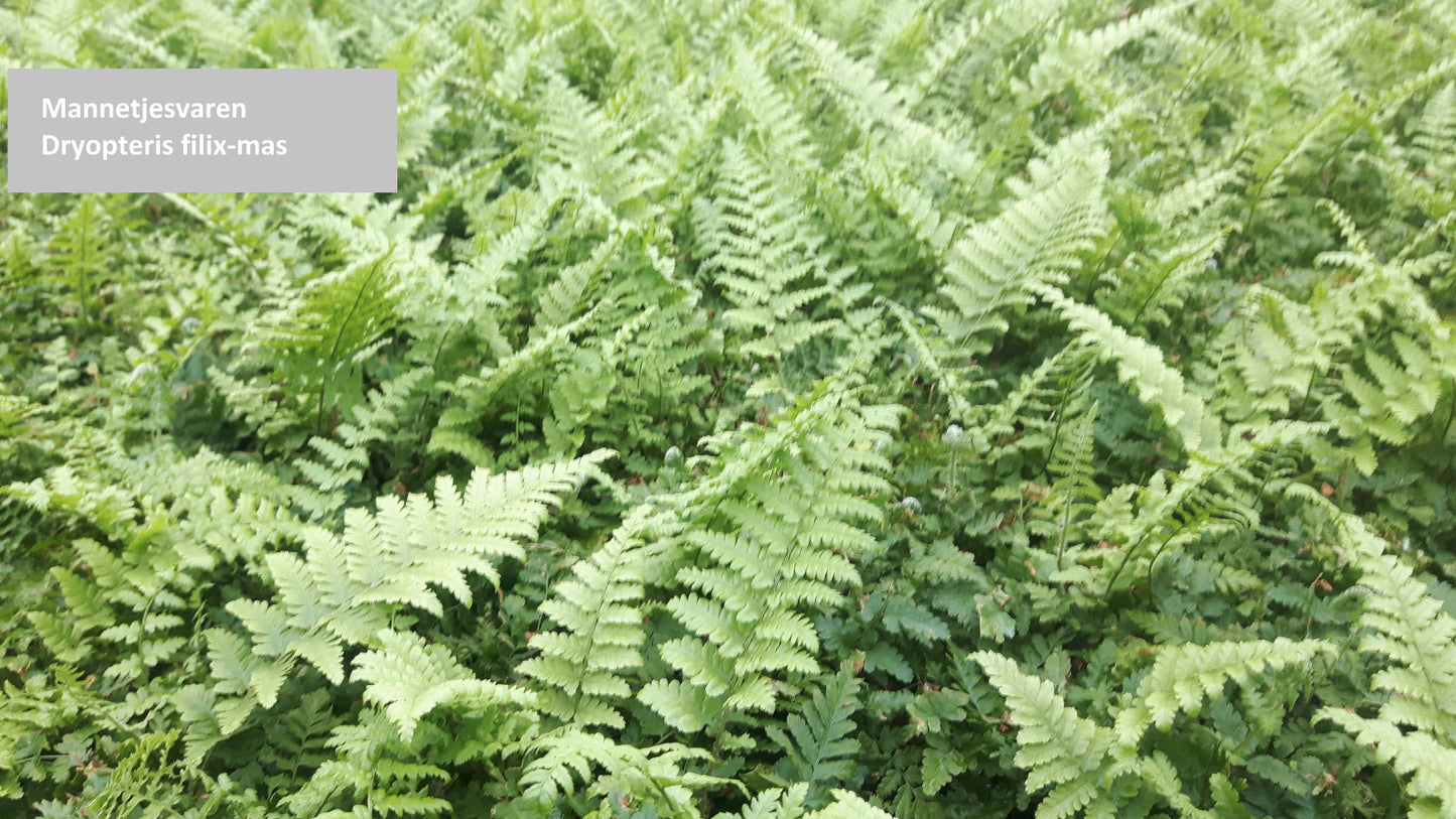 Mannetjesvaren Dryopteris filix-mas