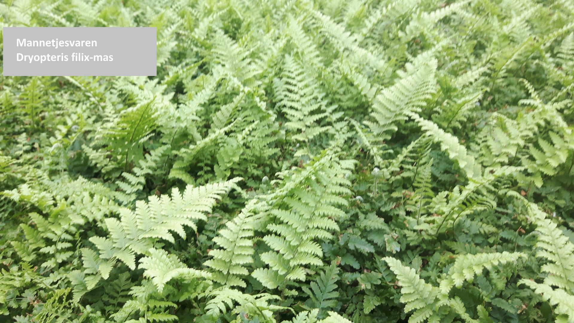 Mannetjesvaren Dryopteris filix-mas