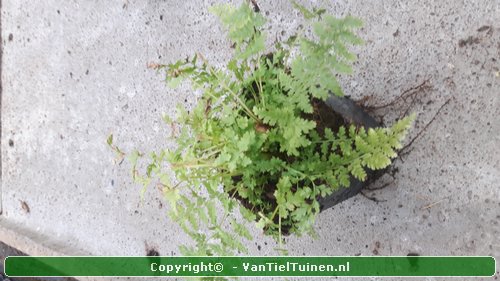 Wijfjesvaren Athyrium filix-femina-0