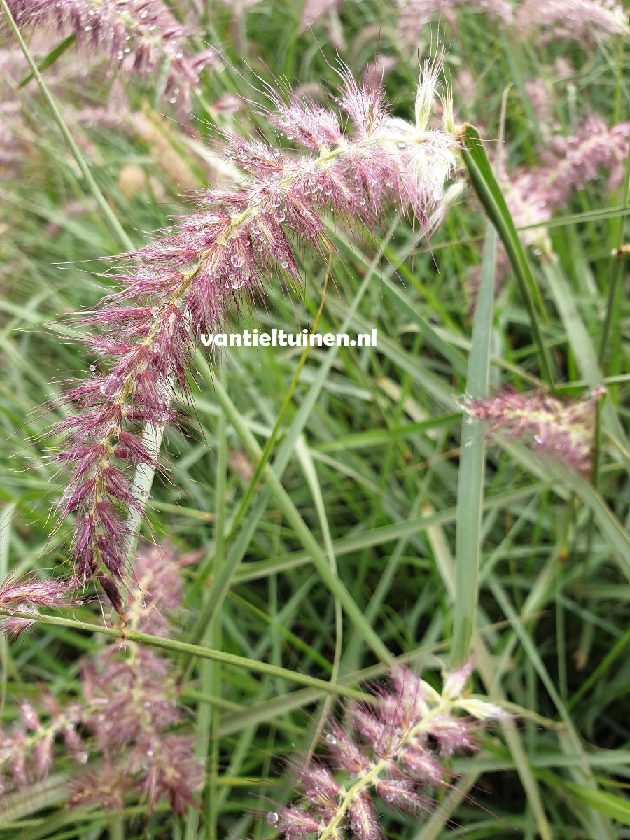 Pennisetum ´Karley Rose´, Lampenpoetsersgras