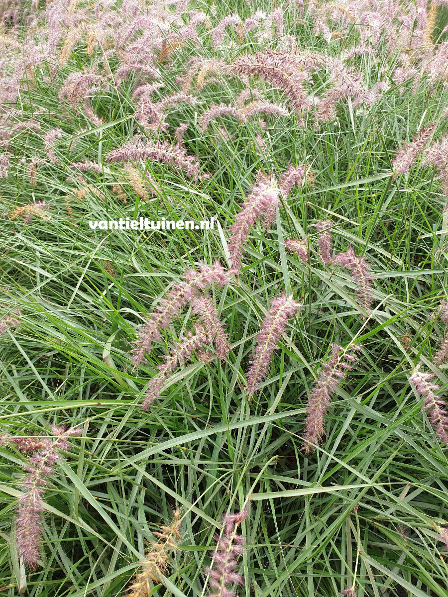 Pennisetum ´Karley Rose´, Lampenpoetsersgras