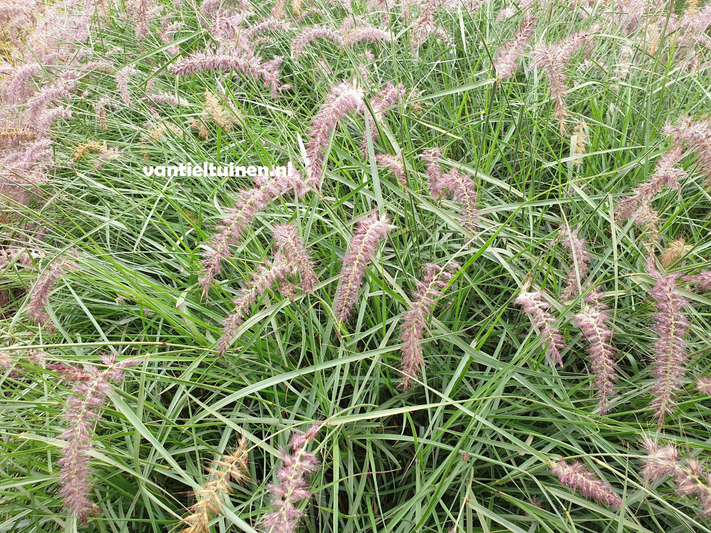 Pennisetum ´Karley Rose´, Lampenpoetsersgras
