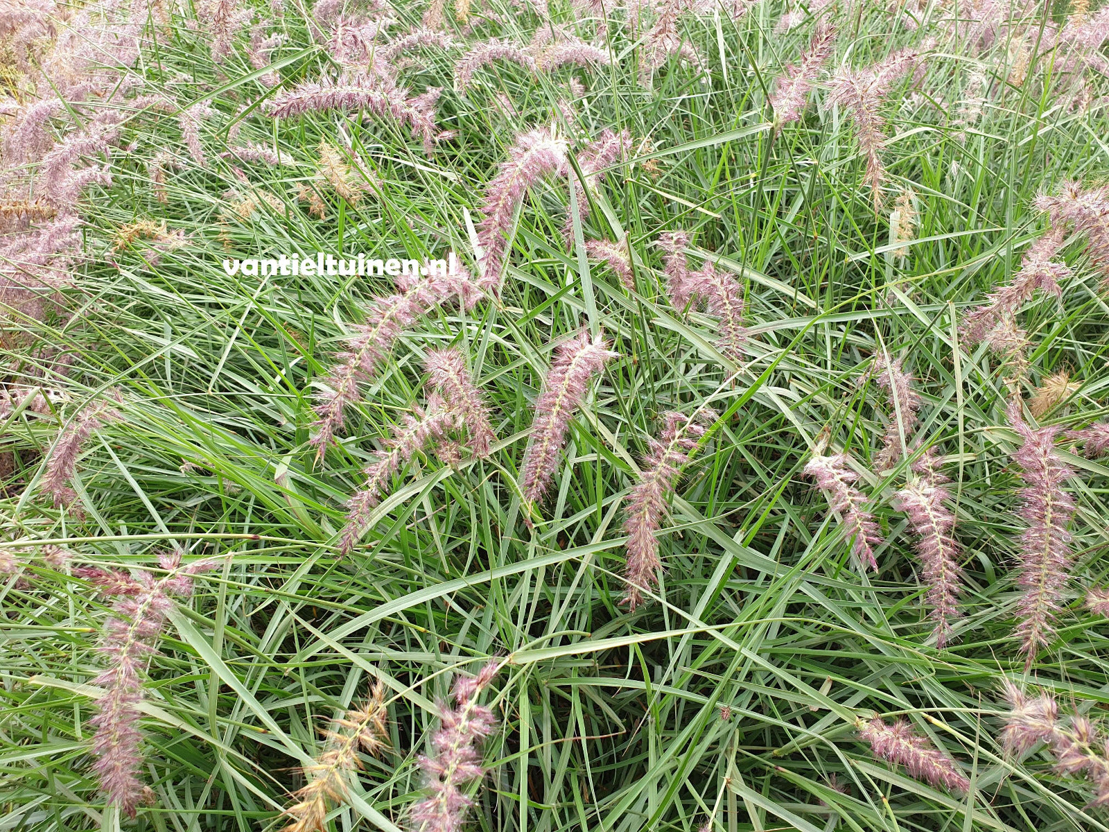 Pennisetum ´Karley Rose´, Lampenpoetsersgras