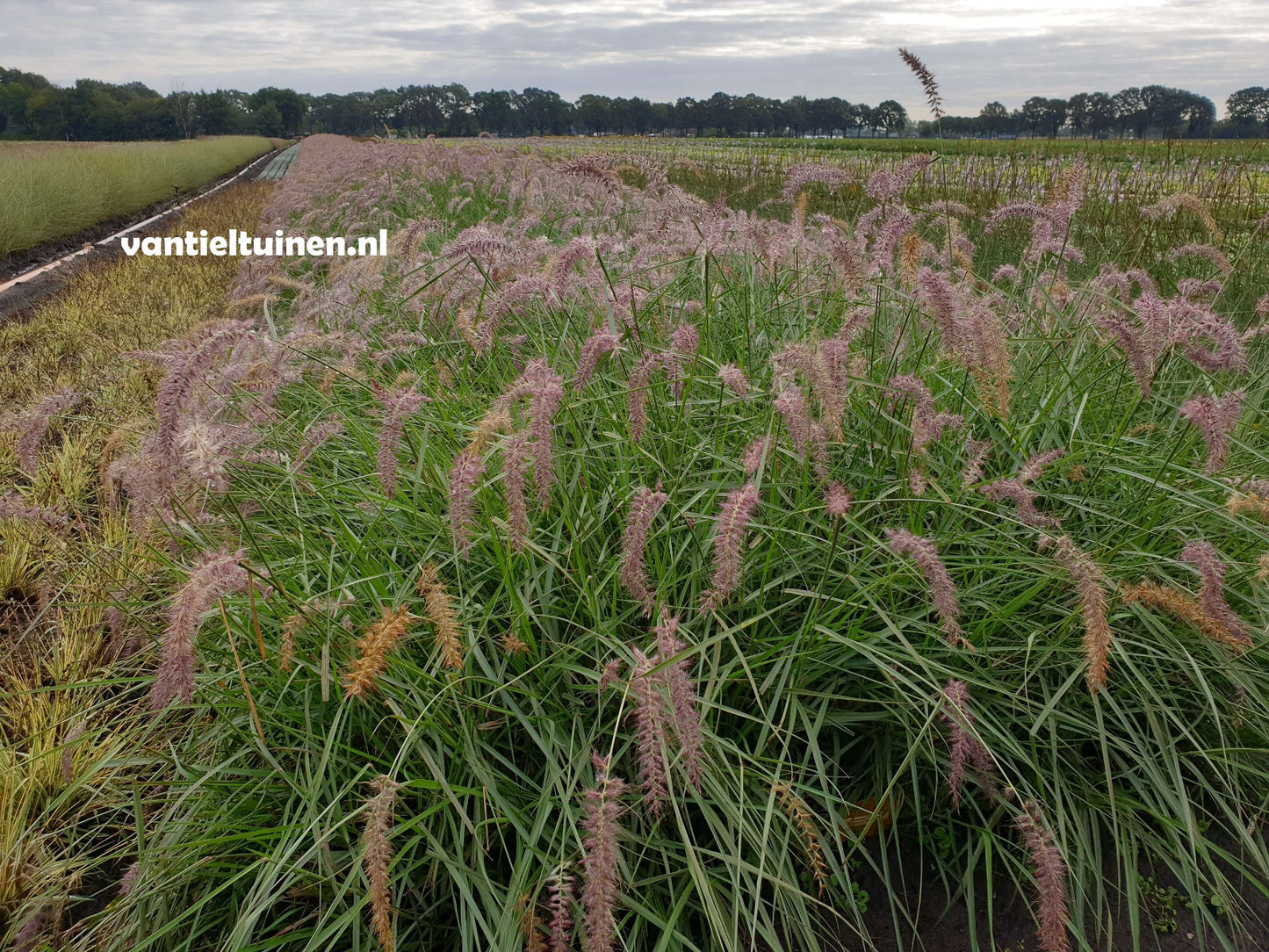 Pennisetum ´Karley Rose´, Lampenpoetsersgras