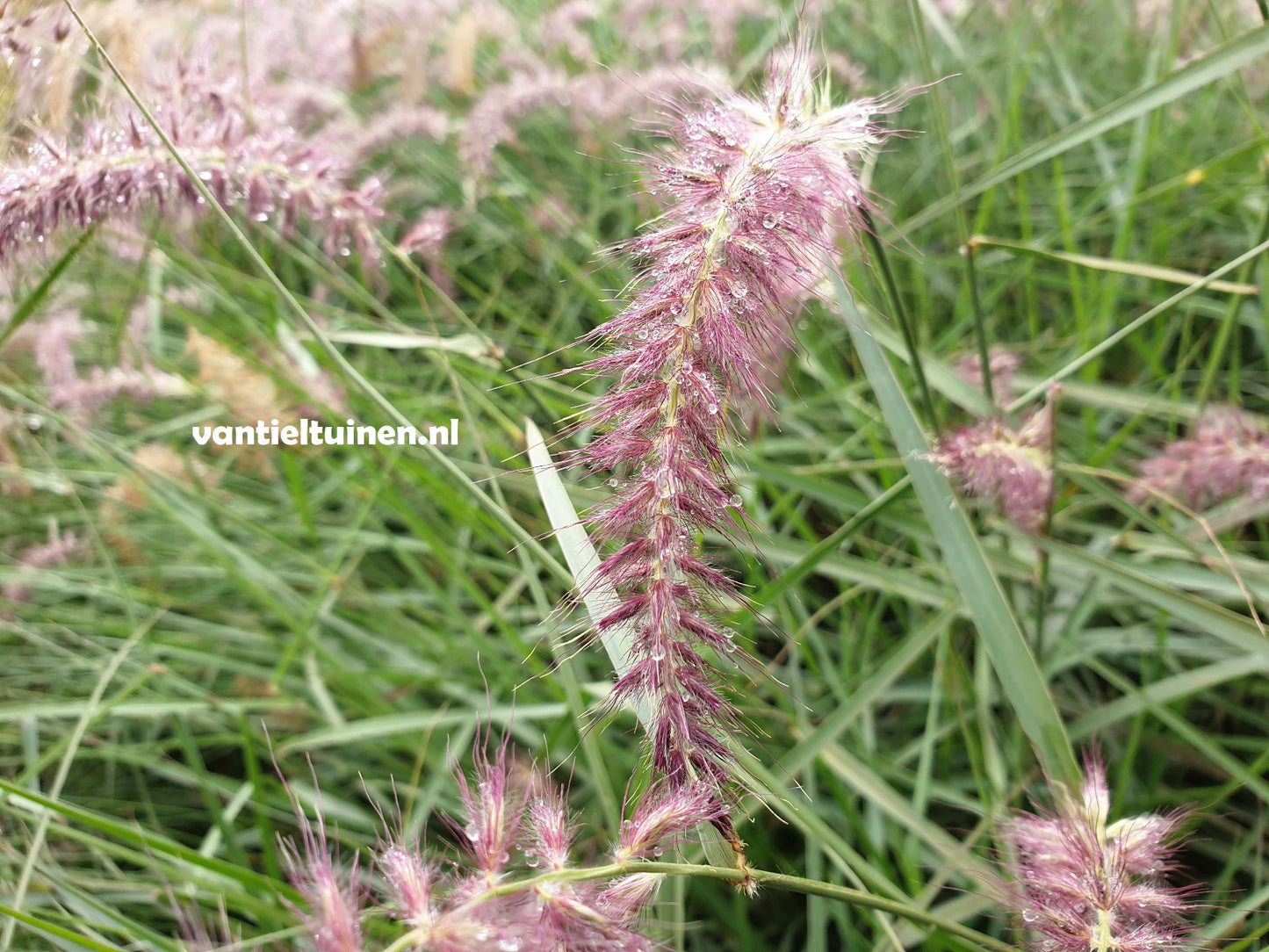 Pennisetum ´Karley Rose´, Lampenpoetsersgras