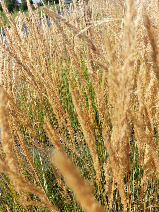 Calamagrostis Karl Foerster Struisriet
