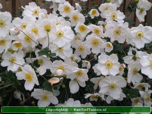 Anemone hybrida Honorine Jobert Annemoon