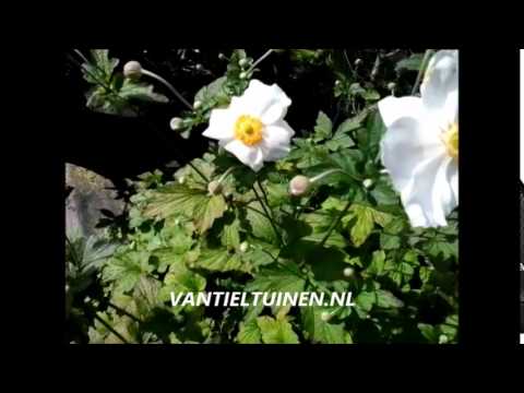 Anemone hybrida Honorine Jobert Annemoon-0