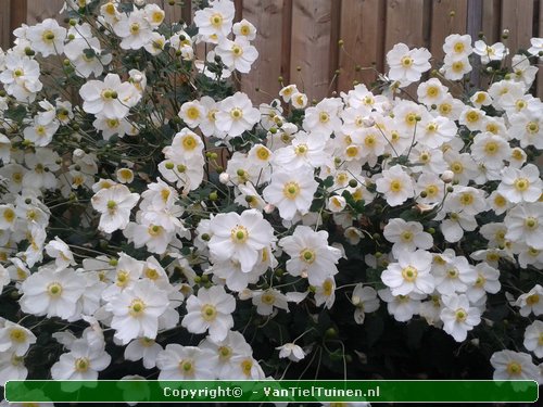 Anemone Honorine Jobert Annemoon