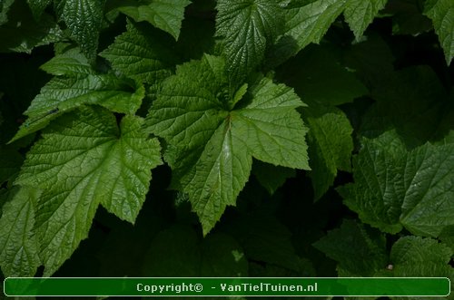 Blad van Anemone Honorine Jobert Annemoon