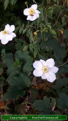 Anemone hybrida Honorine Jobert Annemoon